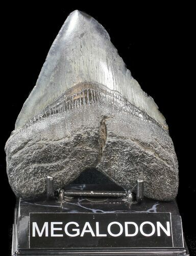Large, Megalodon Tooth - South Carolina #43033